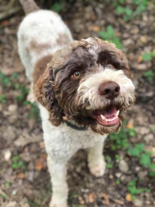 Addestramento cani da tartufo - Discovering Truffles