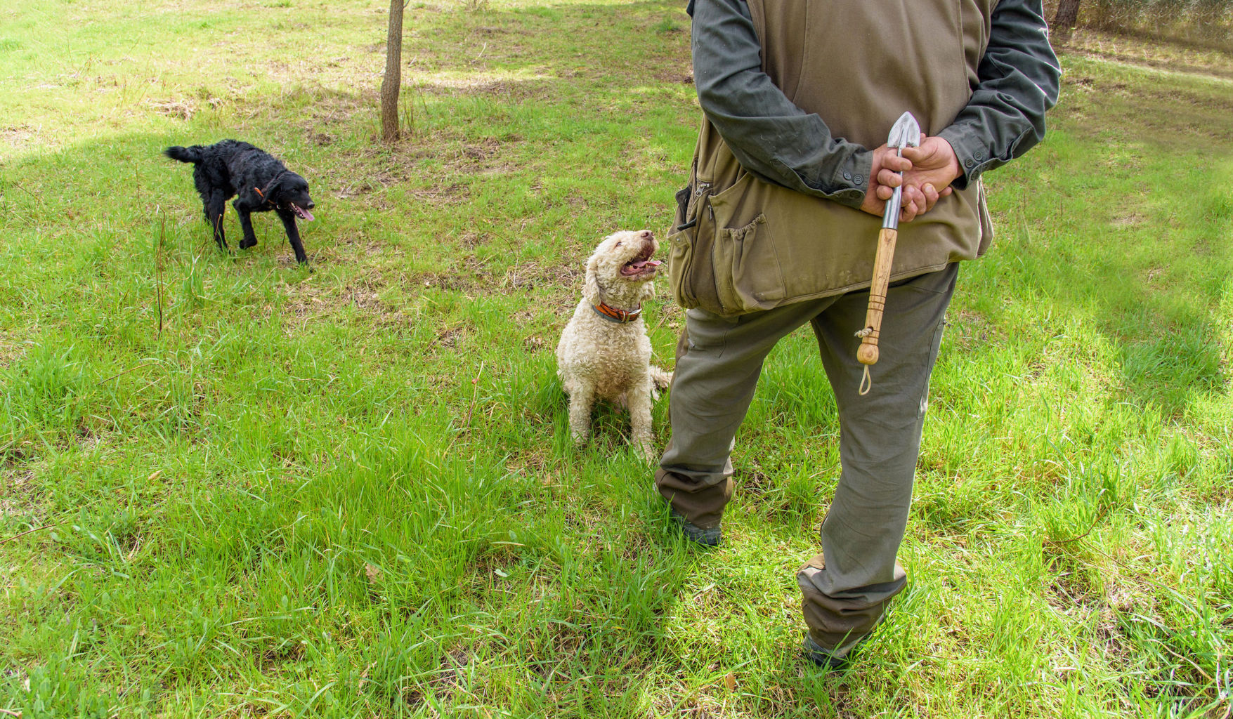 Addestramento cani tartufo - Discovering Truffles