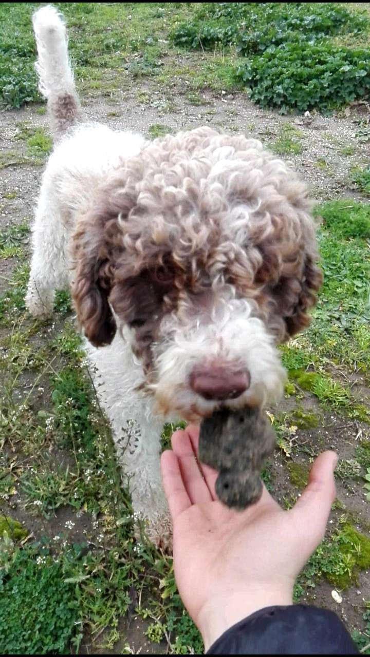 ADDESTRARE IL LAGOTTO alla cerca del tartufo - PerPets